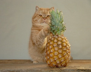 pineapple kitty